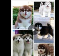 临邑热门犬舍常年出售宠物狗 品种齐全 保证健康纯种