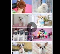 临邑热门犬舍常年出售宠物狗 品种齐全 保证健康纯种